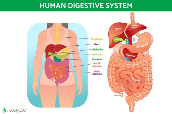 The Difference Between Anabolism and Catabolism - Examples of catabolism in biology