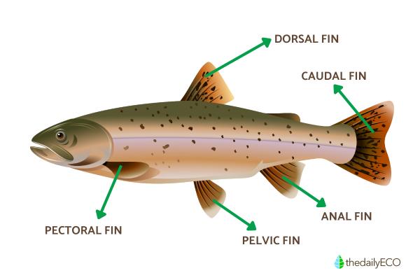 Parts of a Fish Explained - Fins