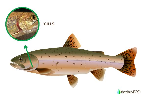 Parts of a Fish Explained - Gills