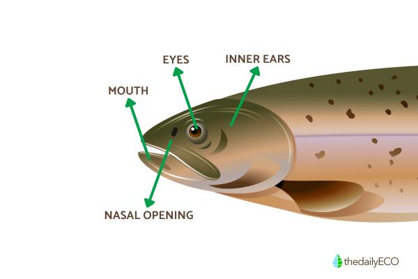 Parts of a Fish Explained - Head