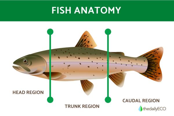 Parts of a Fish Explained