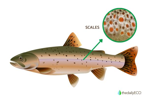 Parts of a Fish Explained - Skin and scales