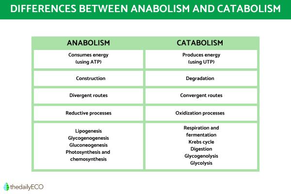 The Difference Between Anabolism and Catabolism