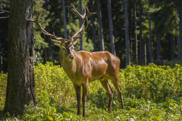 What Are Secondary Forests? - Definition With Examples - Flora and fauna of secondary forests