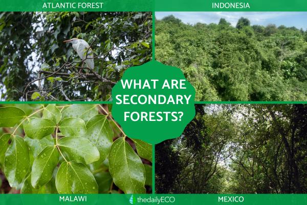 What Are Secondary Forests? - Definition With Examples