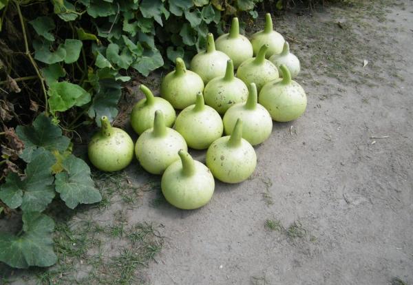 Types of Pumpkins - Big and Small - Calabash (Lagenaria siceraria)