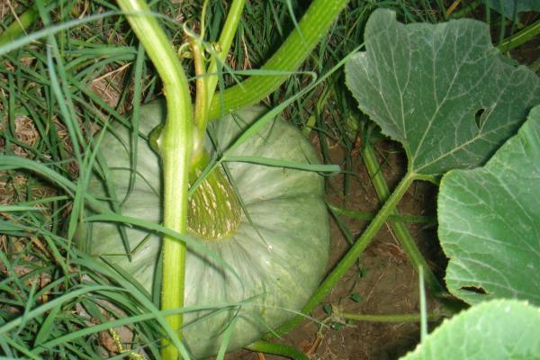 Types of Pumpkins - Big and Small - Ch'ako (Cucurbita galeottii)