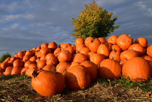 Types of Pumpkins - Big and Small - Giant pumpkin (Cucurbita maxima)