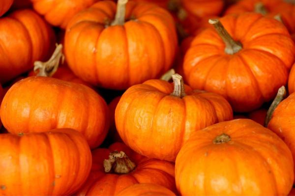 Types of Pumpkins - Big and Small - Pumpkin (Cucurbita pepo)