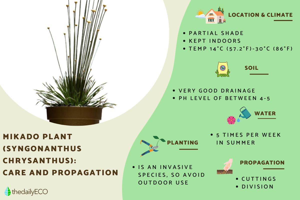 Mikado Plant Care Guide (Syngonanthus chrysanthus)