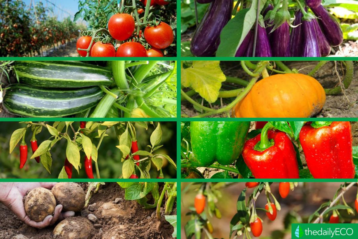 Solanaceae or Nightshade Plants Definition, Characteristics and Examples