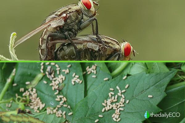 The Life Cycle of Flies - How Long Do Flies Live? - How do flies reproduce?