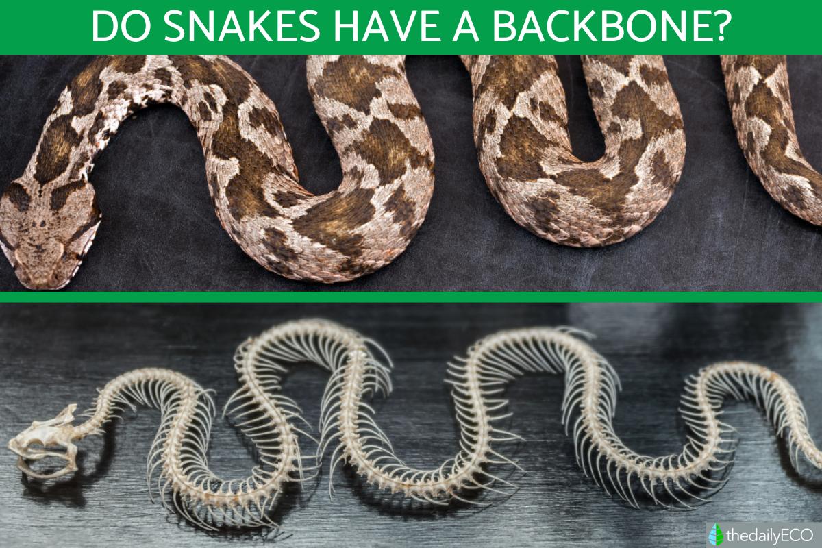 Does a Snake Have a Backbone?