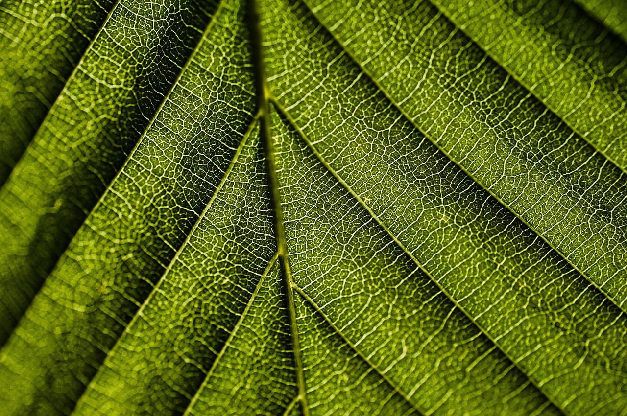 Types of Chlorophyll and Their Function Short Definition