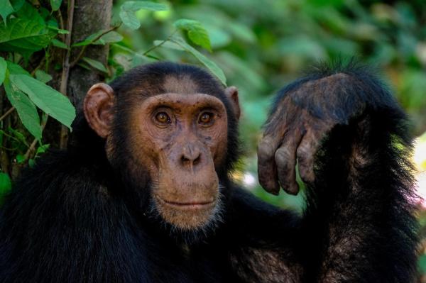 What Are Primates? - Origin and evolution of primates