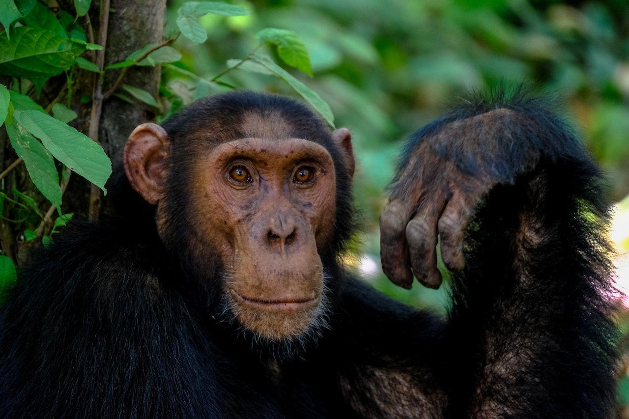 Primates - Definition, Classification and Types