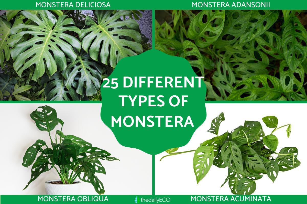 philodendron erubescens burgundy Philodendron Majesty main image 1