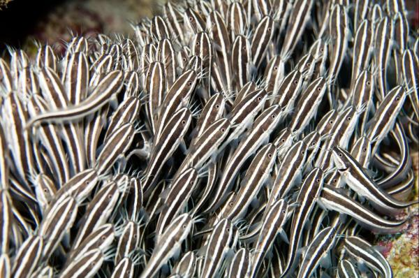 The Most Venomous Fish Types - Striped eel catfish (Plotosus lineatus)