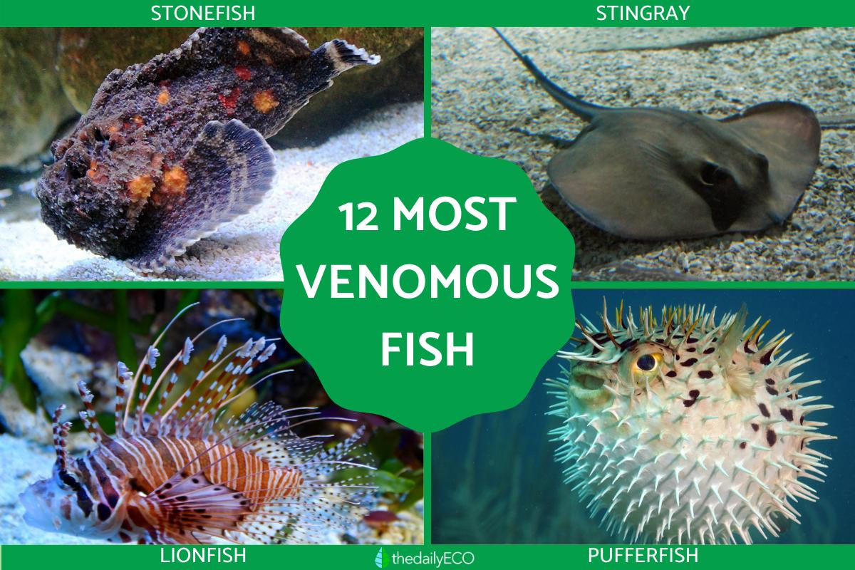 12 Most Venomous Fish Types - With Photos