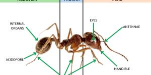 Anatomy of an Ant - Ant Body Parts