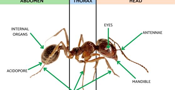 Anatomy of an Ant - Ant Body Parts