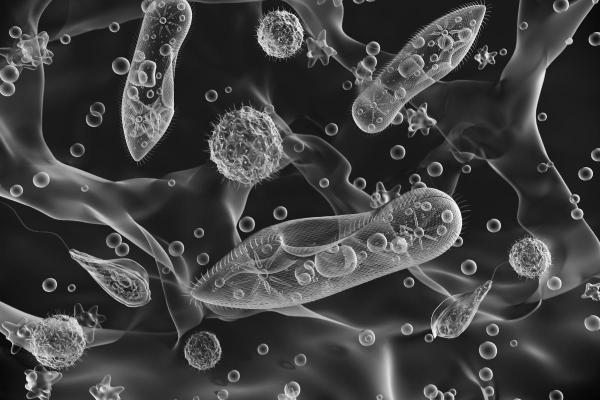 What Is a Protozoan in Microbiology? - What are protozoa?