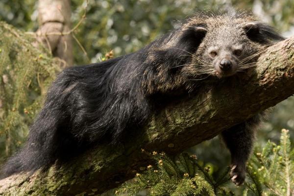 What Is a Binturong? - Behavior of the binturong