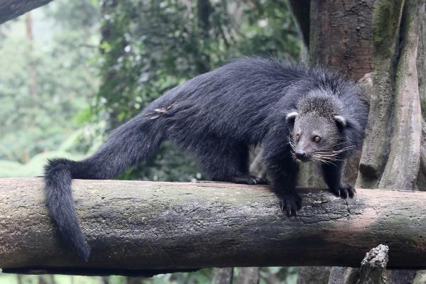 What Is a Binturong? - Habitat of the binturong