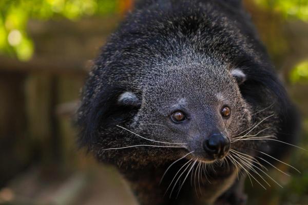 What Is a Binturong?