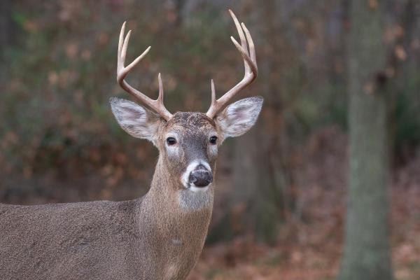 What Type of Deer Is Bambi? - Characteristics of the white-tailed deer