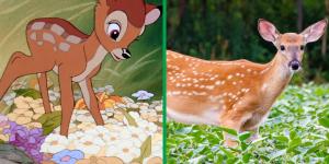 What Type of Deer Is Bambi?