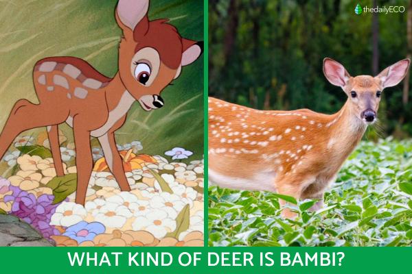 What Type of Deer Is Bambi?