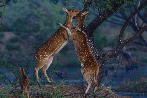 What Type of Deer Is Bambi? - What type of deer is Disney's Bambi?