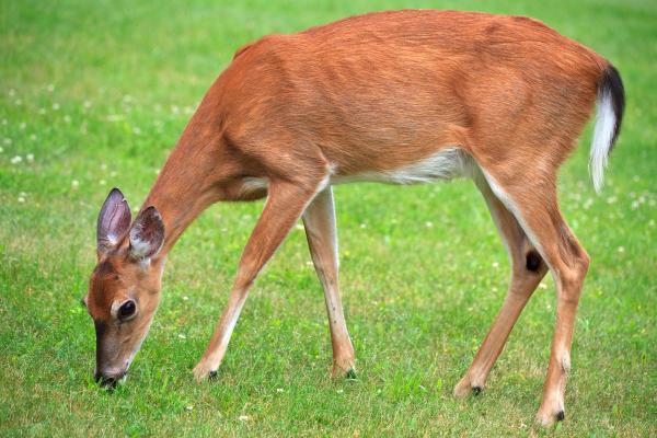 What Type of Deer Is Bambi? - White-tailed deer diet