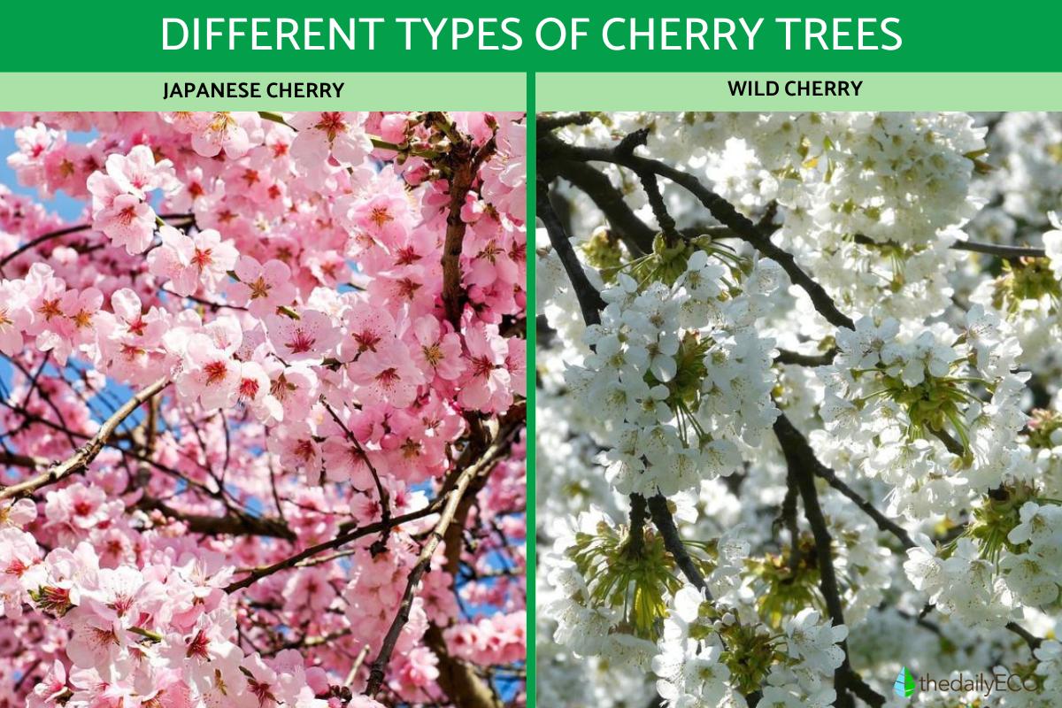 Types of Cherry Trees Cherry Tree Varieties With Photos