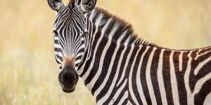 What Color Are Zebras?