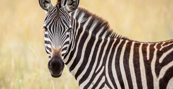 What Color Are Zebras?
