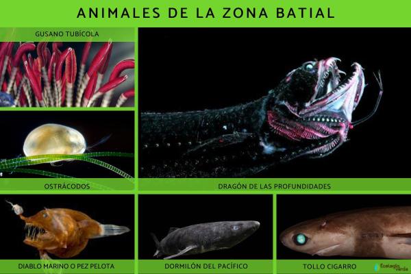 What Is the Bathypelagic (Bathyal) Zone? - Fauna of the bathyopelagic zone