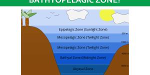 What Is the Bathypelagic (Bathyal) Zone?