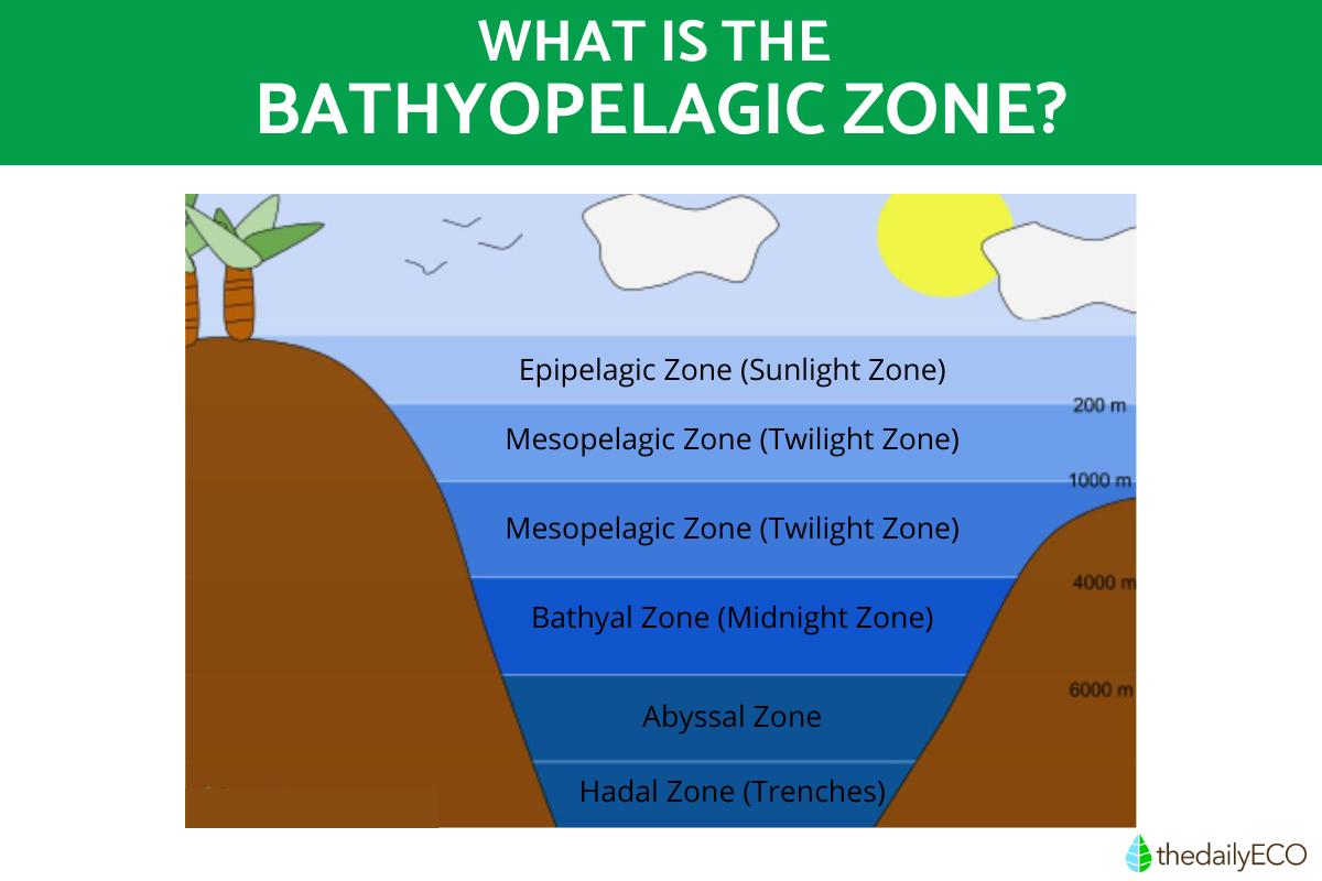 The Bathyopelagic Zone Definition Flora And Fauna