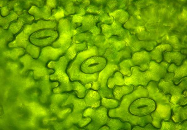 What Are the Stomata of a Plant? - Plant stomata function