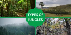 Different Types of Jungles - Examples With Photos