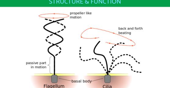 Cilia vs. Flagella Differences in Function and Structure