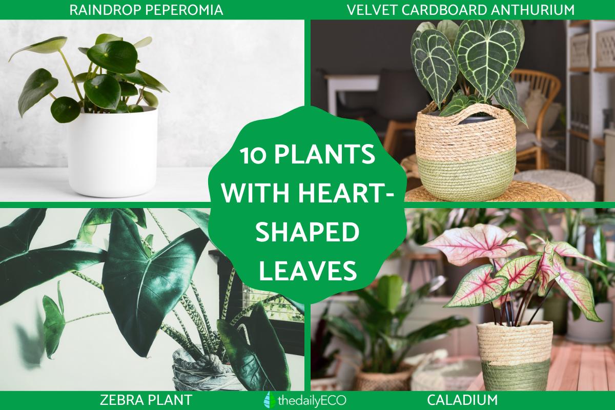 Heart-Shaped Leaf Plants