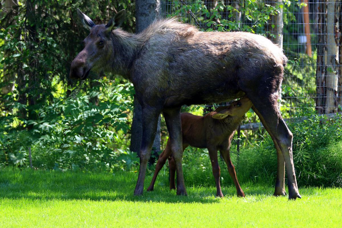 What Are the Different Types of Moose? - Moose Subspecies Guide