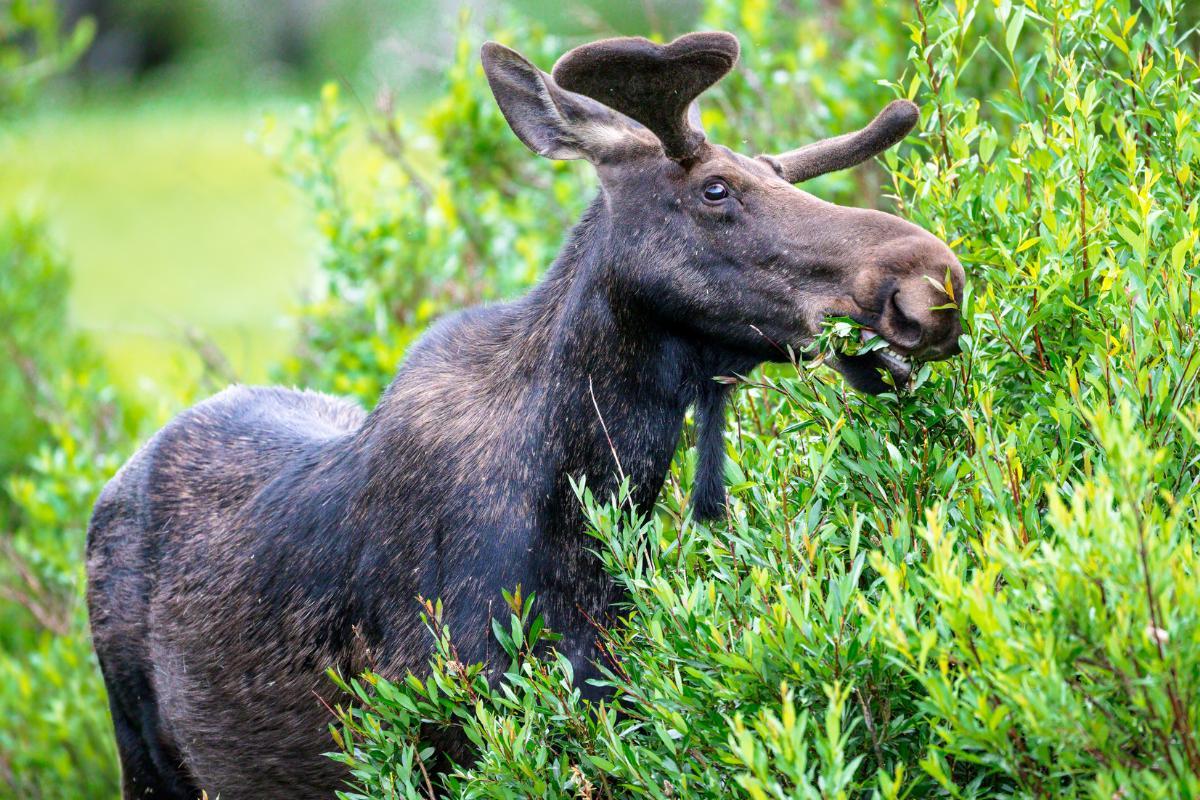 What Are the Different Types of Moose? - Moose Subspecies Guide