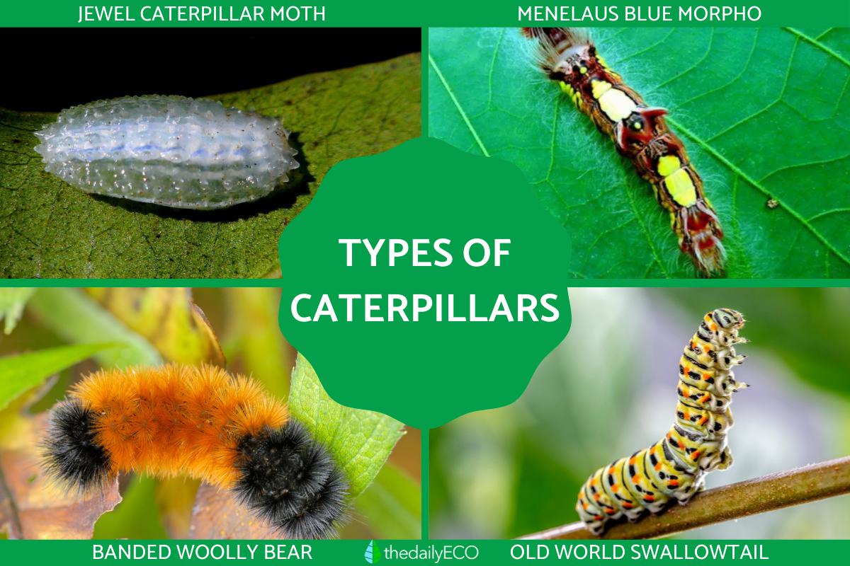 Different Types of Caterpillars