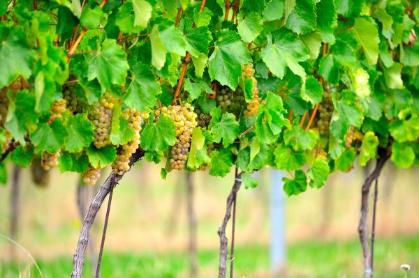 Different Types of Grapes for Eating and Drinking - Common grape vine (Vitis vinifera)