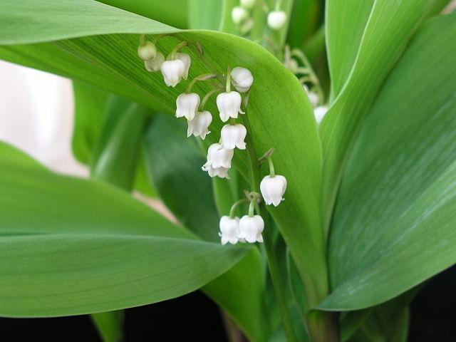 11 Types of Spring Flower Bulbs - Main Features and Care