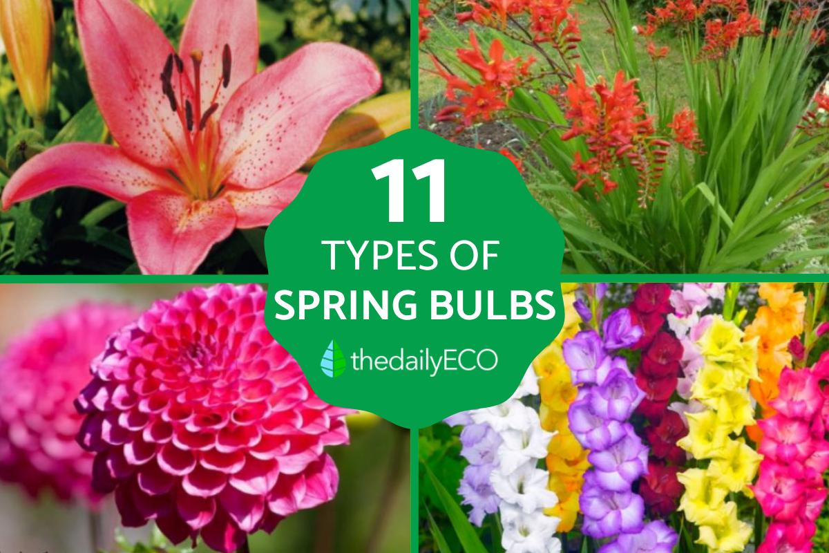11 Types of Spring Flower Bulbs - Main Features and Care